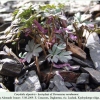 parnassius nordmanni hostplant1